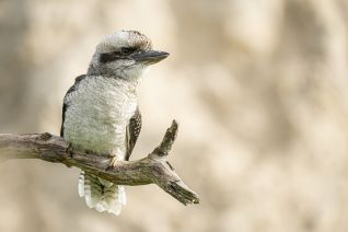 Kookaburra