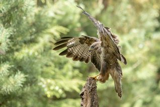 Buizerd