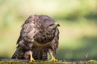 Buizerd