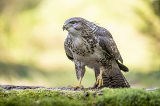 Buizerd