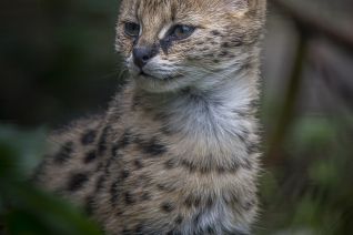 Serval
