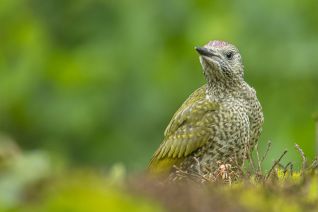 Groene Specht