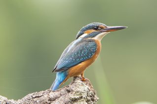 IJsvogel