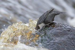 Zwartbuikwaterspreeuw