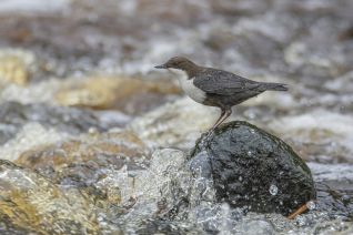 Zwartbuikwaterspreeuw