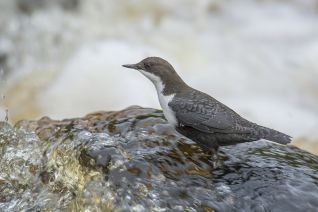 Zwartbuikwaterspreeuw