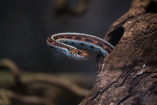 Prariekousebandslang  (Thamnophis radix) 