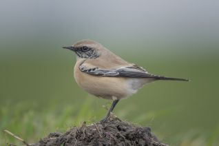Woestijn Tapuit