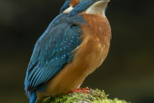 IJsvogel