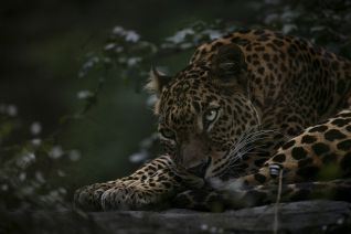 Sri Lanka Panter