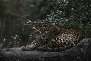 Sri Lanka Panter
