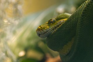 Groene Boompython