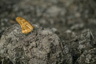 Oranje Passiebloemvlinder