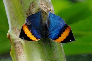 Oranje Eikenbladvlinder 