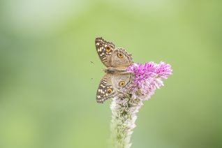 Junonia Lemonias