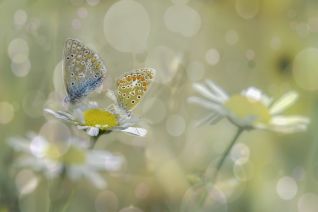 Icarusblauwtje 