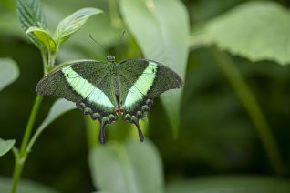 Gestreepte Pauwvlinder