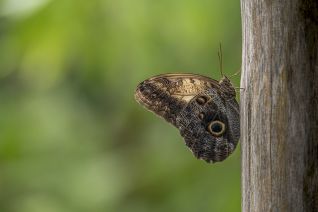 Brazilliaanse Uilvlinder