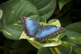 Blauwe Morpho