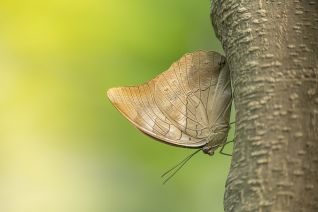 Archaeoprepona Demophon