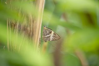 Dirce Schoonheid / Zebra Mozaiek 