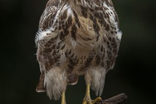 Buizerd
