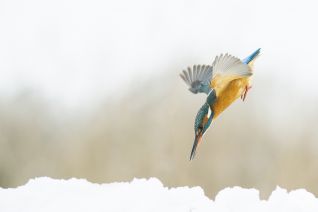 IJsvogel