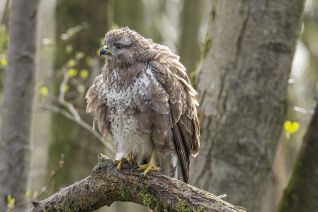 Buizerd