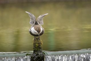 Zwartbuikwaterspreeuw