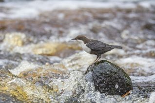 Zwartbuikwaterspreeuw