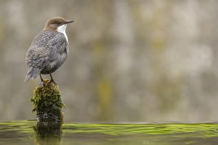 Zwartbuikwaterspreeuw