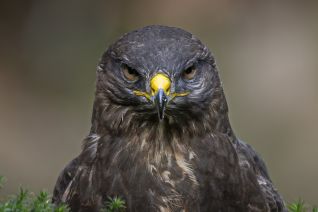 Buizerd