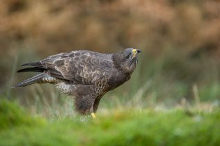 Buizerd