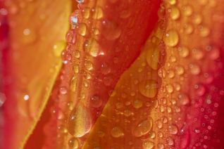Tulp 