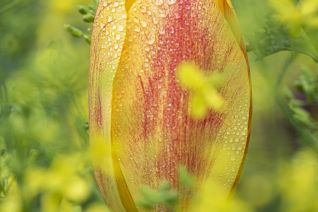 Reuze Tulp