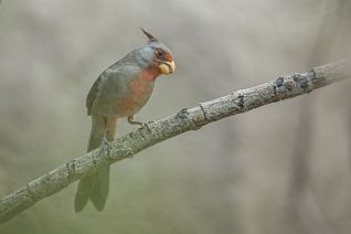 Grijze Kardinaal (m)