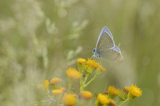 Icarus Blauwtje