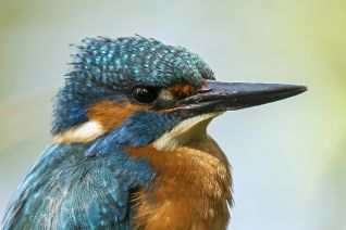 IJsvogel