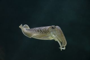 Gewone Zeekat