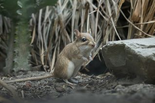 Perzische Woestijnmuis