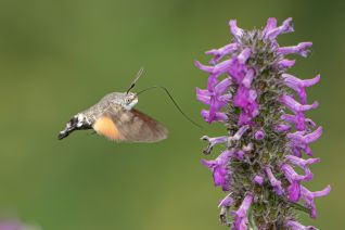 Kolibrivlinder