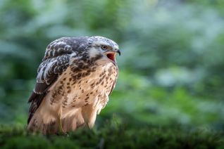 Buizerd