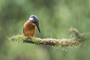 IJsvogel
