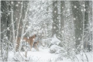 Tijgers in de Sneeuw