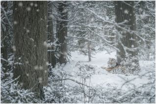 Tijgers in de Sneeuw