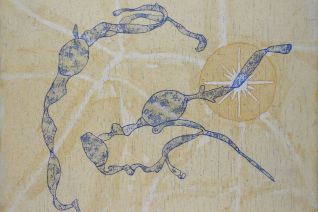 kelp