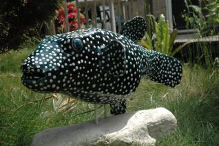 Puffer fish
