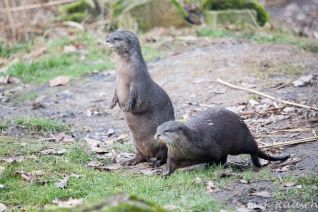 Otters