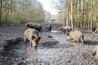 Wilde zwijnen
