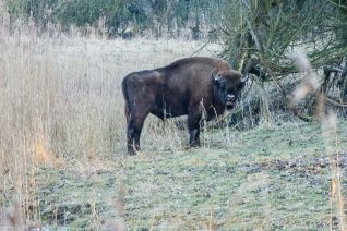 Wisent